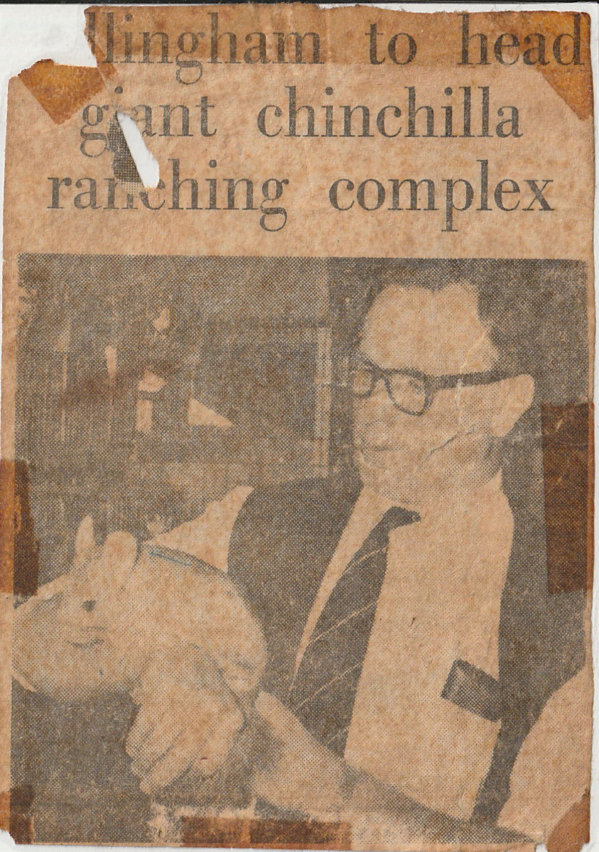 Violet chinchilla Gillingham to head giant chinchilla ranching complex